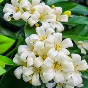 Orange Jasmine Live Plant - 1 Gallon Pot - Fragrant Flowering Shrub - Image 1
