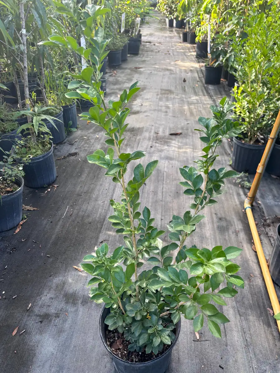 Orange Jasmine Live Plant – 3 Gallon Pot – Fragrant Shrub – Indoor/Outdoor - Image 2