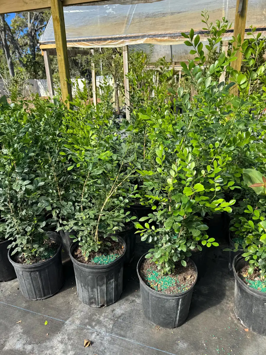 Orange Jasmine Live Plant – 3 Gallon Pot – Fragrant Shrub – Indoor/Outdoor - Image 3