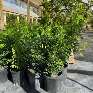 Orange Jasmine Live Plant – 3 Gallon Pot – Fragrant Shrub – Indoor/Outdoor - Image 4