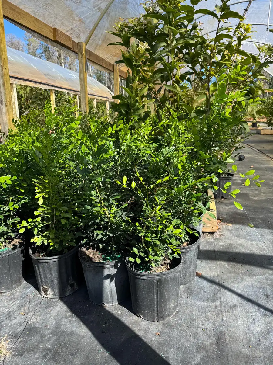 Orange Jasmine Live Plant – 3 Gallon Pot – Fragrant Shrub – Indoor/Outdoor - Image 4