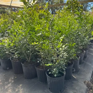 Orange Jasmine Live Plant – 3 Gallon Pot – Fragrant Shrub – Indoor/Outdoor - Image 5