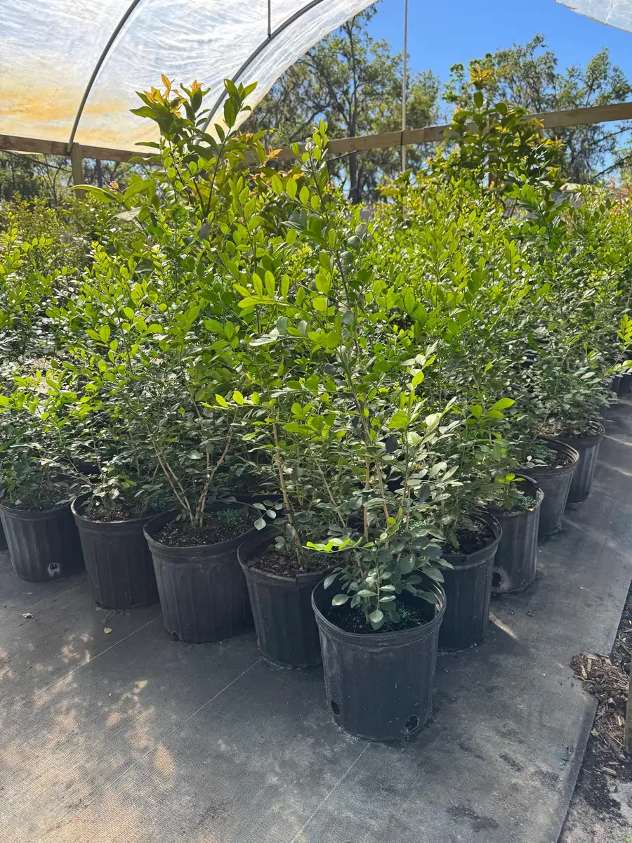 Orange Jasmine Live Plant – 3 Gallon Pot – Fragrant Shrub – Indoor/Outdoor - Image 5