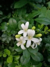 Orange Jasmine Live Plant – Murraya paniculata – 6 Inch Tall in 4 Inch Pot – Fragrant Tropical Shrub - Image 2