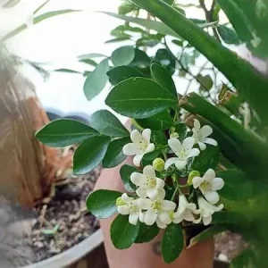 Orange Jasmine Live Plant – Murraya paniculata – 6 Inch Tall in 4 Inch Pot – Fragrant Tropical Shrub - Image 3