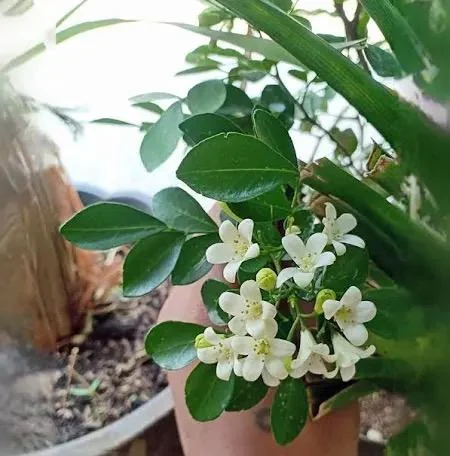 Orange Jasmine Live Plant – Murraya paniculata – 6 Inch Tall in 4 Inch Pot – Fragrant Tropical Shrub - Image 3