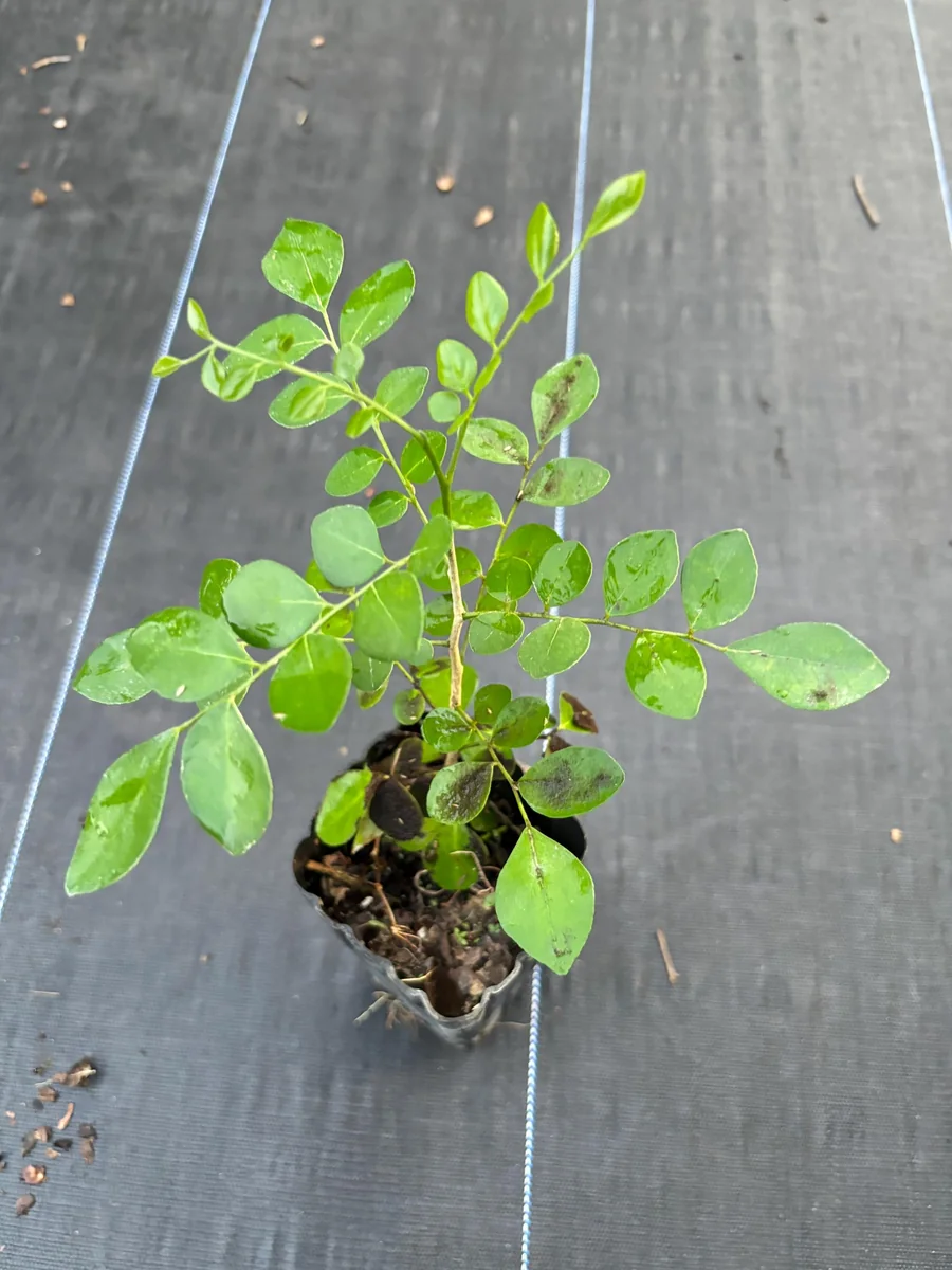 Orange Jasmine Live Plant – Murraya paniculata – 6 Inch Tall in 4 Inch Pot – Fragrant Tropical Shrub - Image 4