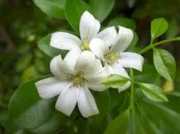 Orange Jasmine Live Plant – Murraya paniculata – 6 Inch Tall in 4 Inch Pot – Fragrant Tropical Shrub - Image 5