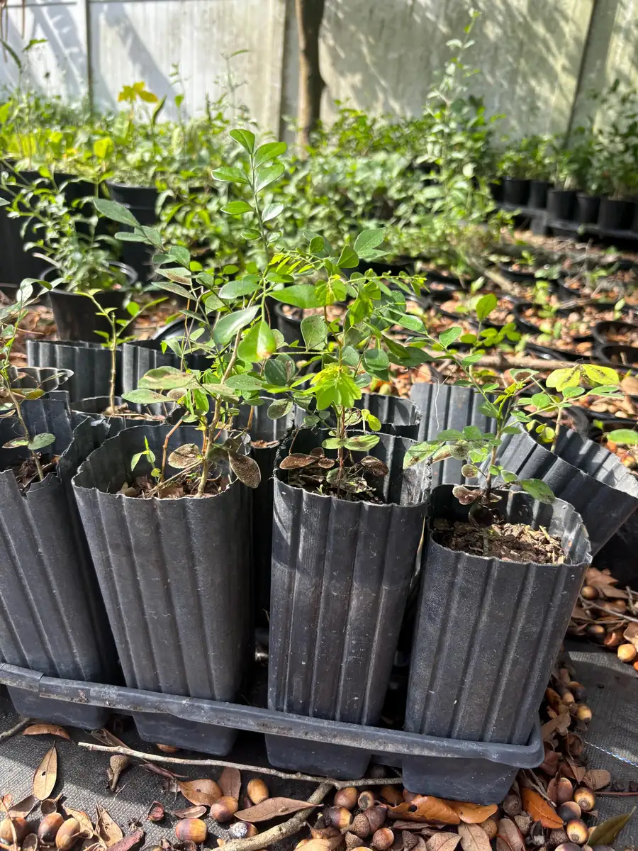 Orange Jasmine Live Plant – Murraya paniculata – 6 Inch Tall in 4 Inch Pot – Fragrant Tropical Shrub - Image 6