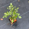 Orange Jasmine Live Plant - Murraya Paniculata, 6" Tall in 4" Pot - Image 1