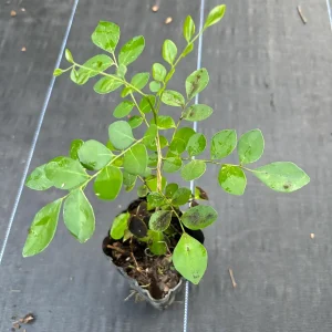 Orange Jasmine Live Plant - Murraya Paniculata, 6