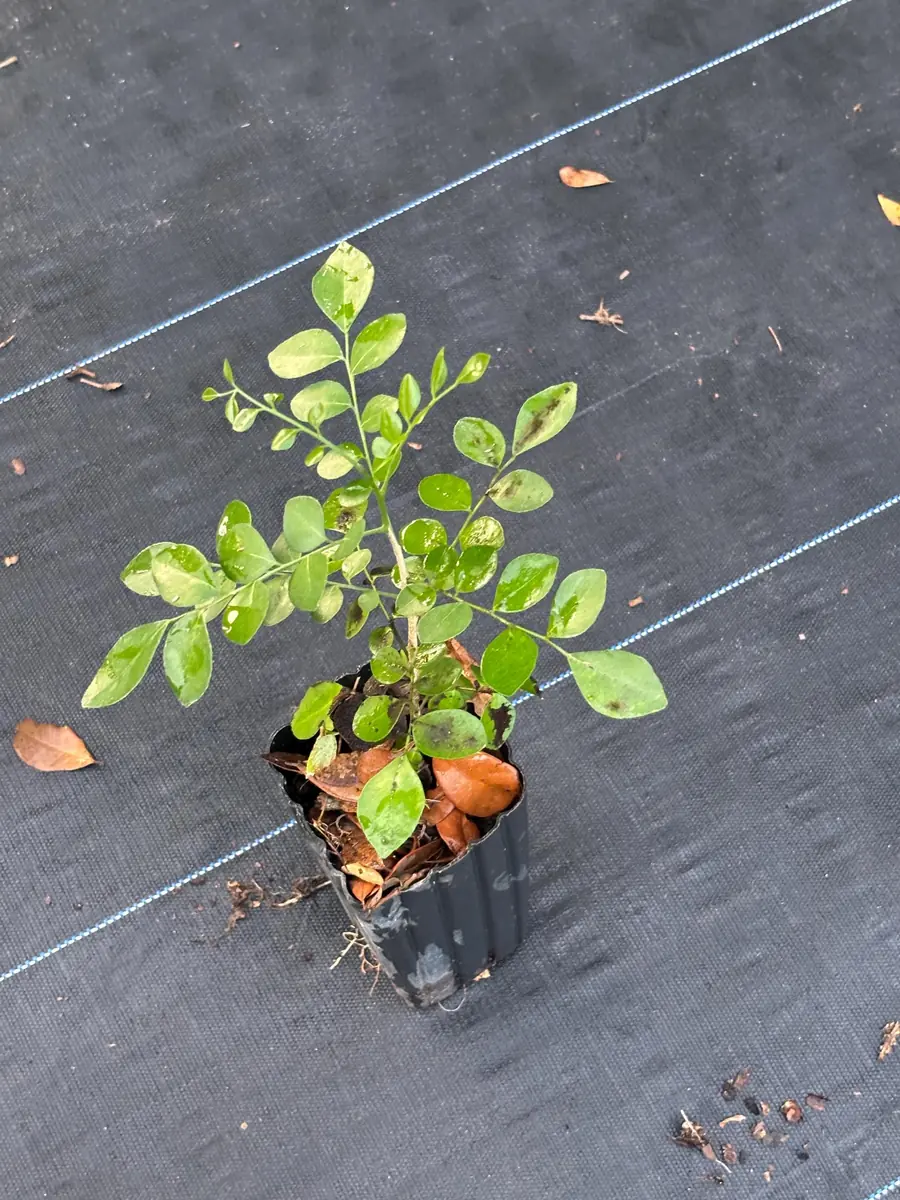 Orange Jasmine Live Plant - Murraya Paniculata, 6" Tall in 4" Pot - Image 1