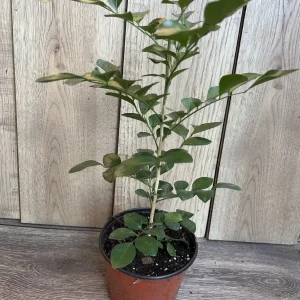 Orange Jasmine Live Plant - Murraya Paniculata, Fragrant Flowers, 6