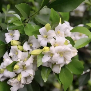 Orange Jasmine Live Plant - Murraya Paniculata, Fragrant Flowers, 6