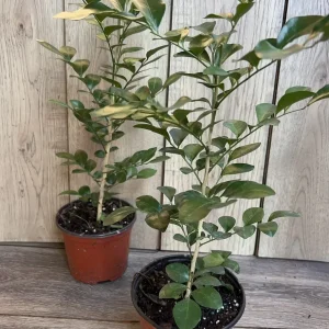 Orange Jasmine Live Plant - Murraya Paniculata, Fragrant Flowers, 6