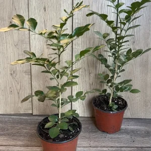 Orange Jasmine Live Plant - Murraya Paniculata, Fragrant Flowers, 6