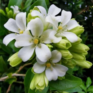 Orange Jasmine Live Plant Tree - 2ft & Up Air Layered - Fragrant Outdoor Flowering Shrub - Image 4