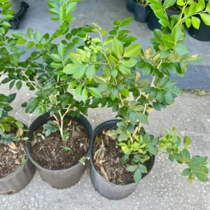 Orange Jasmine Live Tree - 2ft & Up Air Layered Plant - Fragrant Outdoor - Image 6