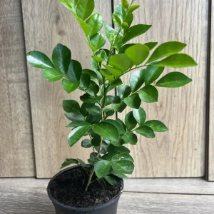 Orange Jasmine Plant in 4" Pot, Fragrant White Flowers - Image 3