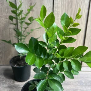 Orange Jasmine Plant in 4" Pot, Fragrant White Flowers - Image 5