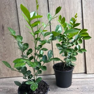 Orange Jasmine Plant in 4" Pot, Fragrant White Flowers - Image 7