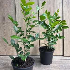 Orange Jasmine Plant in 4" Pot, Fragrant White Flowers - Image 8