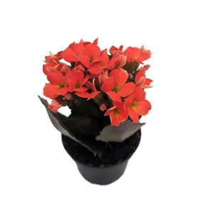 Orange Kalanchoe Live Plant - 2.5 inch Pot - In Bud & Bloom - Easy Care Houseplant - Image 1