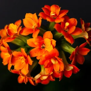 Orange Kalanchoe Live Plant - 2.5 inch Pot - In Bud & Bloom - Easy Care Houseplant - Image 4