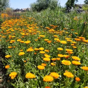 Orange King Calendula Seeds - 30 Count - Heirloom Non-GMO Organic - Image 2