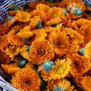 Orange King Calendula Seeds - 30 Count - Heirloom Non-GMO Organic - Image 3