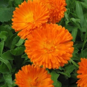 Orange King Calendula Seeds - 30 Count - Heirloom Non-GMO Organic - Image 1