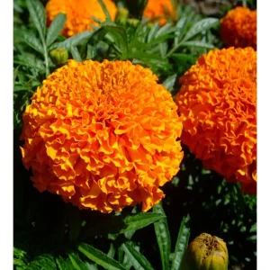 Orange Marigold Live Plant – Vibrant Flowers in 4