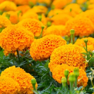 Orange Marigold Live Plant – Vibrant Flowers in 4