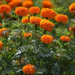 Orange Marigold Live Plant – Vibrant Flowers in 4