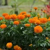 Orange Marigold Live Plant – Vibrant Flowers in 4" Pot – Outdoor Annual - Image 1