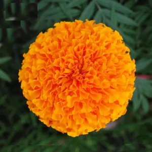 Orange Marigold Live Plant – Vibrant Flowers in 4