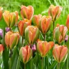 Orange Marmalade Viridiflora Tulip Bulbs - 5 Pack - 12/+ cm Bulb Size - Image 1