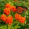Orange Milkweed Live Starter Plant (2-Pack) - 4-8" Tall - Attracts Monarch Butterflies - Image 1