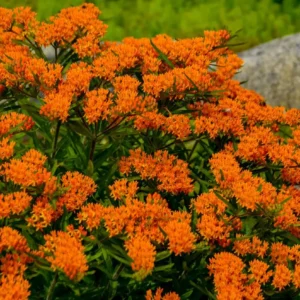 Orange Milkweed Live Starter Plant (2-Pack) - 4-8