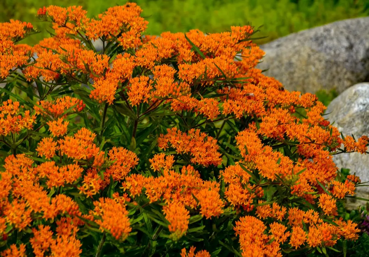 Orange Milkweed Live Starter Plant (2-Pack) - 4-8" Tall - Attracts Monarch Butterflies - Image 3