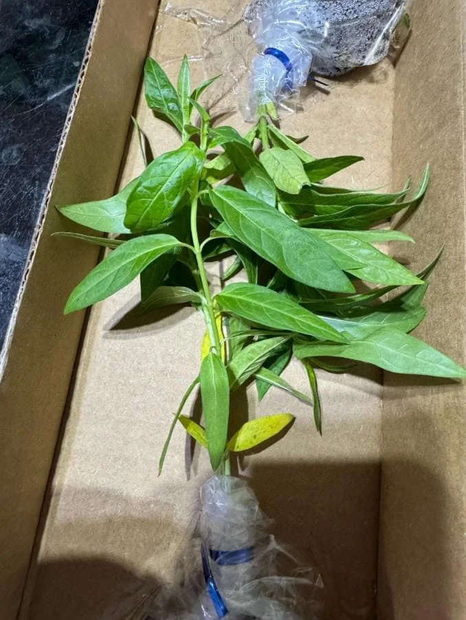 Orange Milkweed Live Starter Plant (2-Pack) - 4-8" Tall - Attracts Monarch Butterflies - Image 4