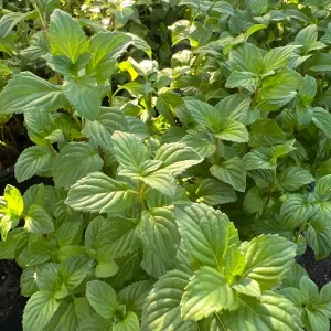 Orange Mint Live Plant - Mentha piperita citrata - 1 Gallon Pot - 1-2 ft Tall - Outdoor Herb - Image 2