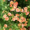 Orange Potentilla Live Plant – 4 inch Pot – Bush & Shrub – Outdoor - Image 1
