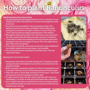 Orange Ranunculus Bulbs - 25 Jumbo Flowering Bulbs - Partial to Full Sun - Image 2