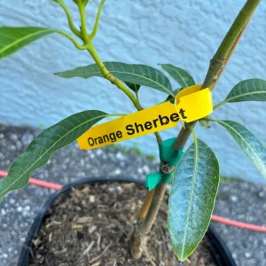 Orange Sherbet Mango Tree Live Plant - Grafted, 3 Gallon Pot, Fruit Tree - Image 3