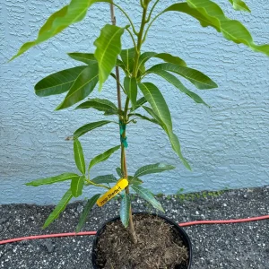 Orange Sherbet Mango Tree Live Plant - Grafted, 3 Gallon Pot, Fruit Tree - Image 1