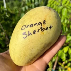 Orange Sherbet Mango Tree Live Plant - Grafted, 3 Gallon Pot, Fruit Tree - Image 6