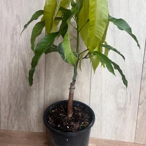 Orange Sherbet Mango Tree Live Plant - Grafted Dwarf Variety - 1/2 Gallon Pot - Image 8