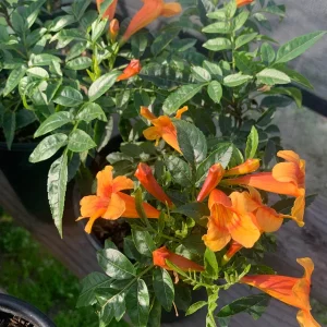 Orange Tacoma Sun Trumpet Live Plant 6