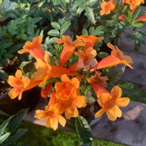 Orange Tacoma Sun Trumpet Live Plant 6